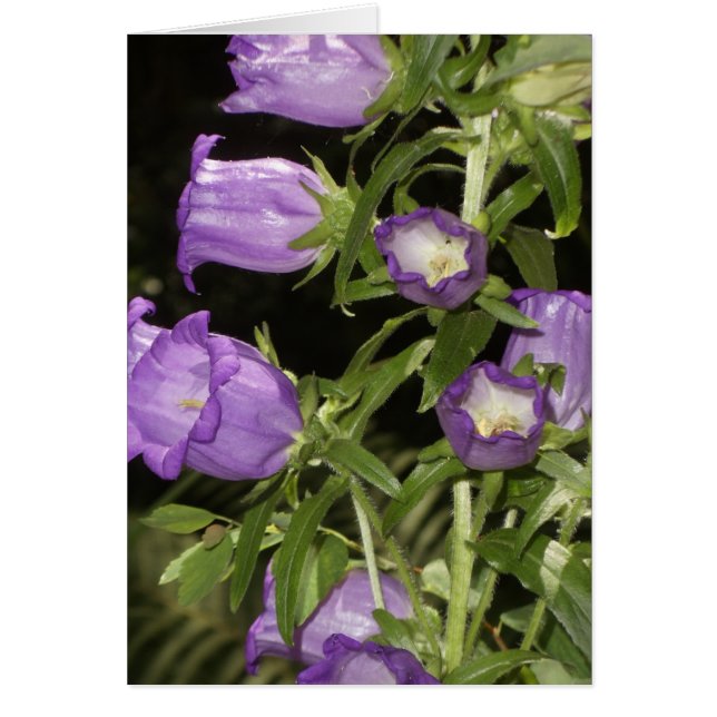 Paarse bloemen van Giverny (Voorkant)