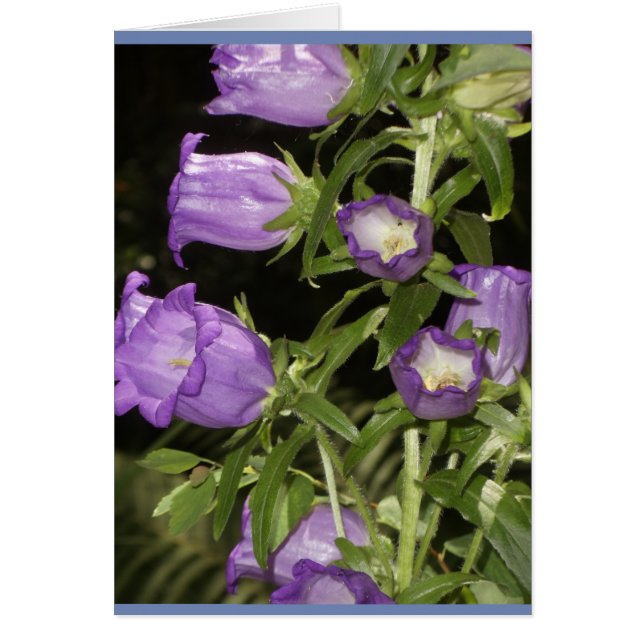 Paarse bloemen van Giverny (Voorkant)