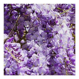 Paarse bloemenbloem met bloesem perfect poster