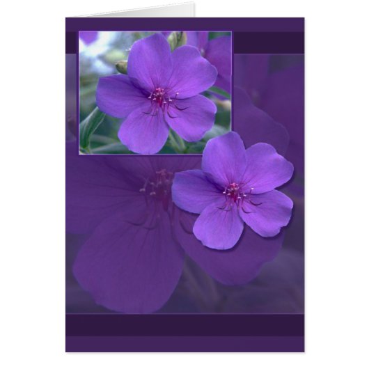 Paarse bloemenelegantie (Voorkant)