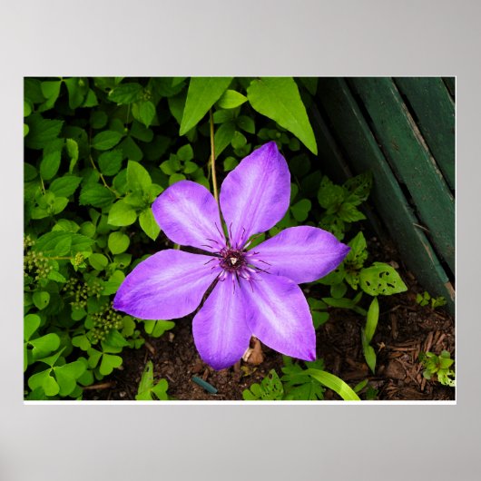 Paarse bloemenposter poster (Voorkant)