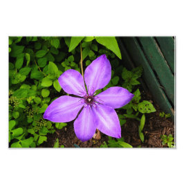 Paarse bloemenprint foto afdruk