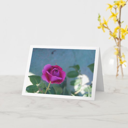 Paarse bloementuinroos kaart (Gele Bloem)