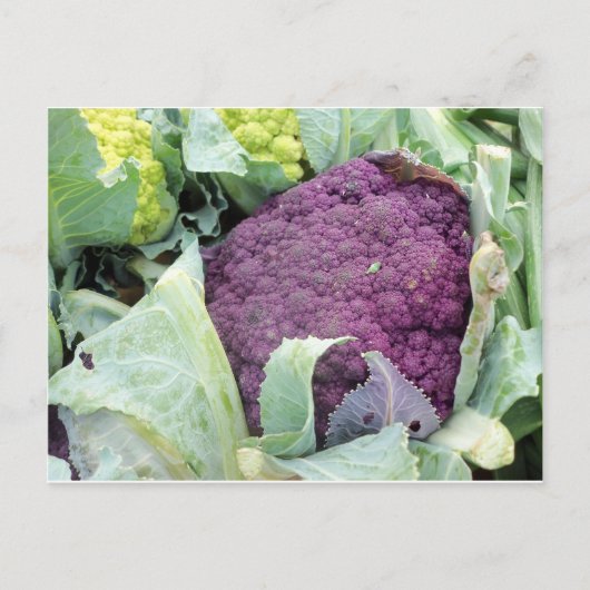 Paarse bloemkool briefkaart (Voorkant)