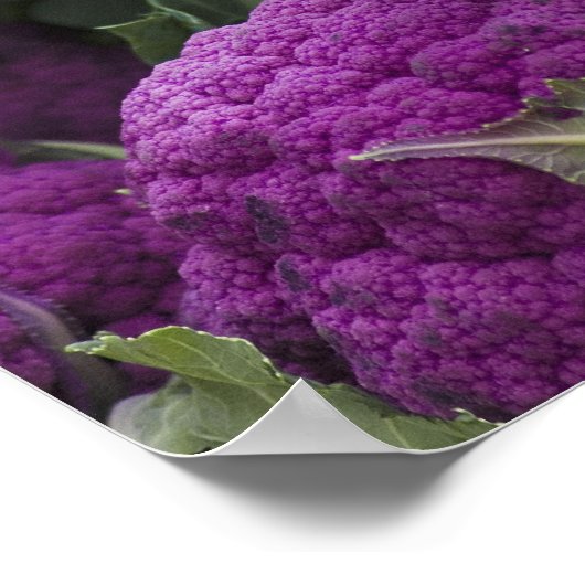 Paarse bloemkool poster (Hoek)