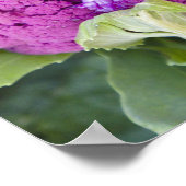 Paarse bloemkool te koop aangeboden poster (Hoek)