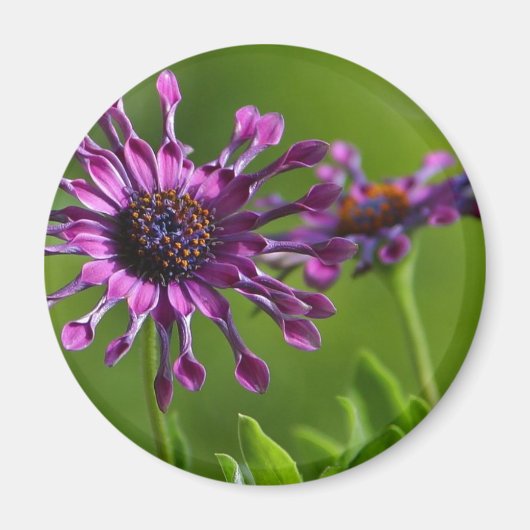 paarse bloemmagneet magneet (Voorkant)