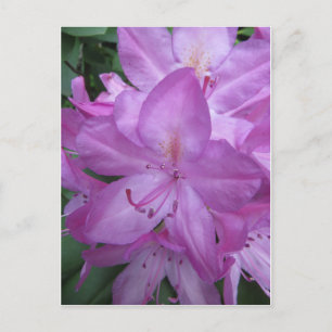 Paarse bloesems briefkaart