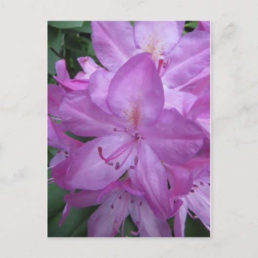 Paarse bloesems briefkaart (Voorkant)