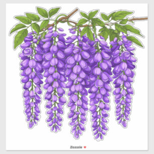 Paarse bloesems van blauwe regen in bloei sticker