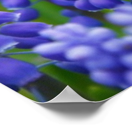 PAARSE BLUE GRAPE-STROMEN NATUUR GRASS BEAUTY-SCHE POSTER (Hoek)