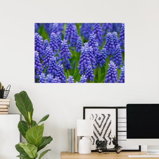 PAARSE BLUE GRAPE-STROMEN NATUUR GRASS BEAUTY-SCHE POSTER (Thuiskantoor)