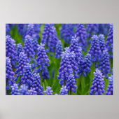 PAARSE BLUE GRAPE-STROMEN NATUUR GRASS BEAUTY-SCHE POSTER (Voorkant)