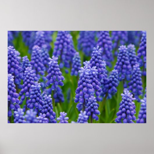 PAARSE BLUE GRAPE-STROMEN NATUUR GRASS BEAUTY-SCHE POSTER (Voorkant)