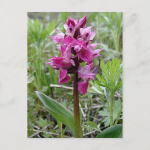 Paarse Bog Orchid, Unalaska Island Briefkaart