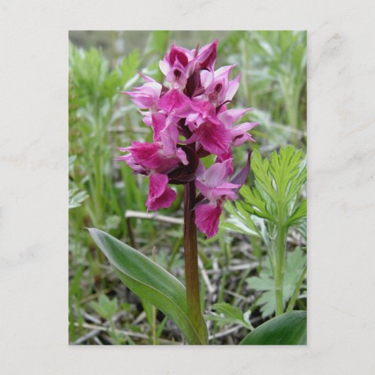 Paarse Bog Orchid, Unalaska Island Briefkaart (Voorkant)