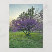 Paarse Bomen Briefkaart (Voorkant)