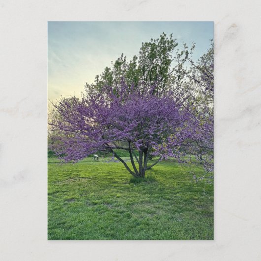 Paarse Bomen Briefkaart (Voorkant)