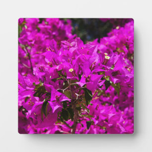 Paarse Bougainvillea bloemen Fotoplaat