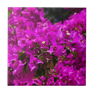 Paarse Bougainvillea bloemen Tegeltje