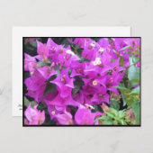 Paarse Bougainvillea Briefkaart (Voorkant / Achterkant)