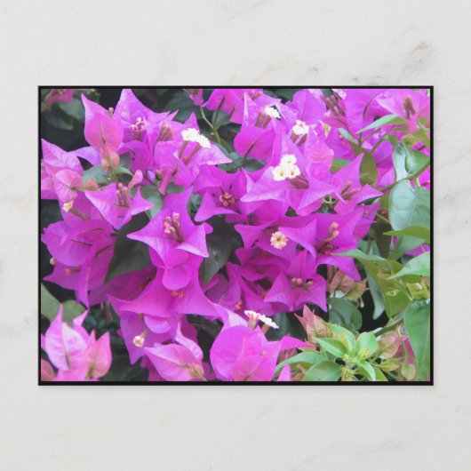 Paarse Bougainvillea Briefkaart (Voorkant)