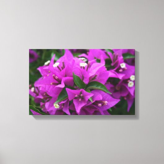 Paarse bougainvillea canvas afdruk (Voorkant)