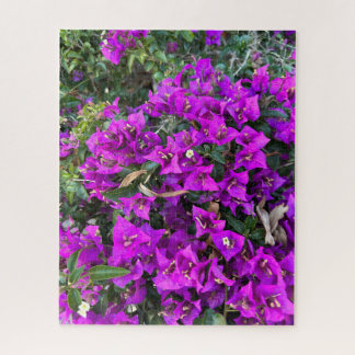 Paarse Bougainvillea, Oakland Legpuzzel