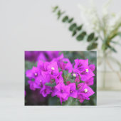 Paarse bougainvillebloemen briefkaart (Staand voorkant)