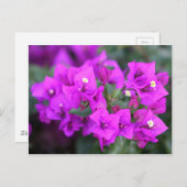 Paarse bougainvillebloemen briefkaart (Voorkant / Achterkant)