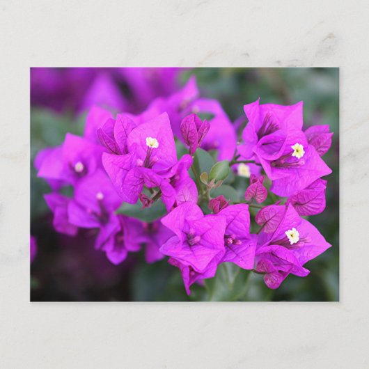 Paarse bougainvillebloemen briefkaart (Voorkant)