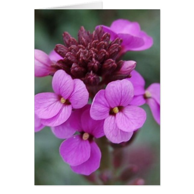 paarse buik (Voorkant)