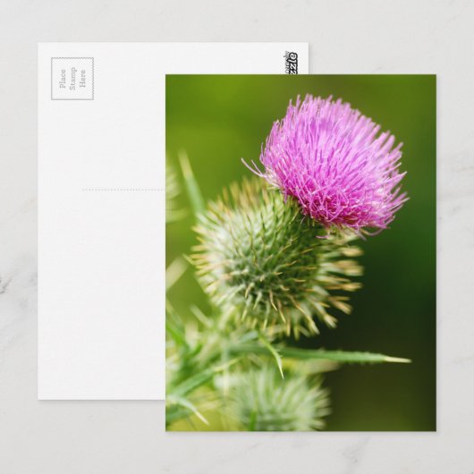 Paarse bull Thistle in Bloom Briefkaart (Voorkant / Achterkant)