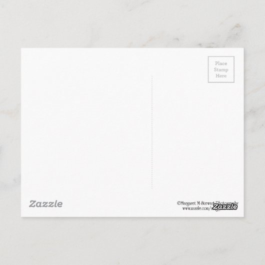 Paarse bull Thistle in Bloom Briefkaart (Achterkant)