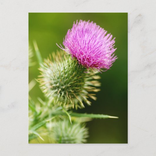 Paarse bull Thistle in Bloom Briefkaart (Voorkant)