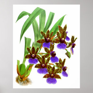 Paarse Burgundy Orchid Flower Poster