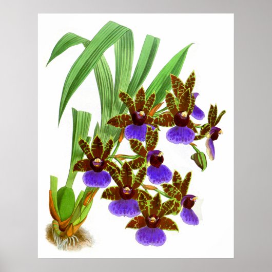  Paarse Burgundy Orchid Flower Poster (Voorkant)