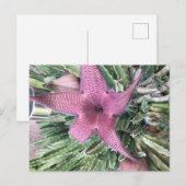 Paarse Cactus Bloem Briefkaart (Voorkant / Achterkant)