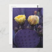 Paarse Cactus Flowers Yellow Blooms Briefkaart (Voorkant / Achterkant)