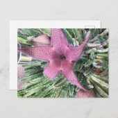 Paarse cactusbloem briefkaart (Voorkant / Achterkant)