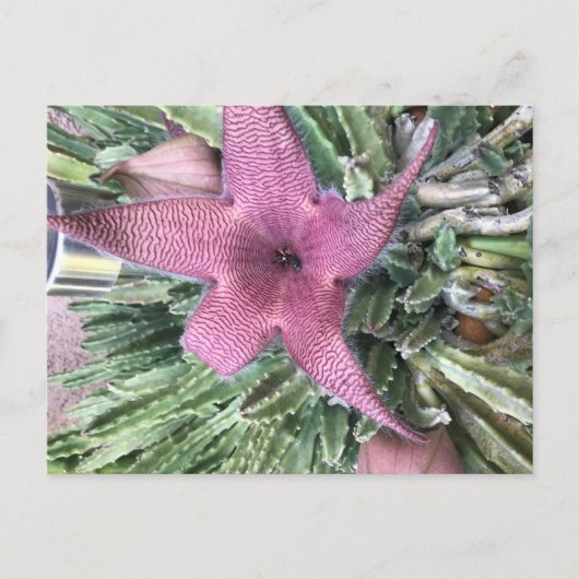 Paarse cactusbloem briefkaart (Voorkant)