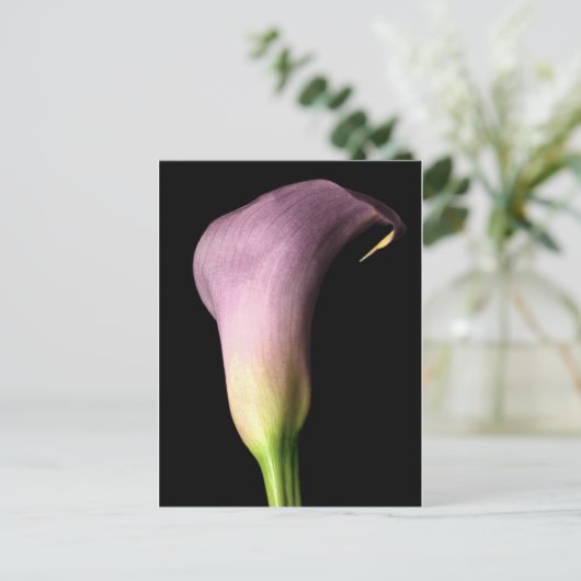 Paarse Calla Lily Briefkaart (Staand voorkant)