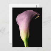 Paarse Calla Lily Briefkaart (Voorkant / Achterkant)