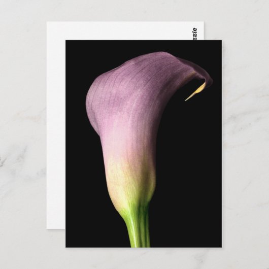 Paarse Calla Lily Briefkaart (Voorkant / Achterkant)