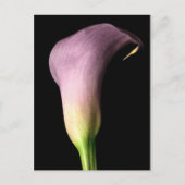 Paarse Calla Lily Briefkaart (Voorkant)