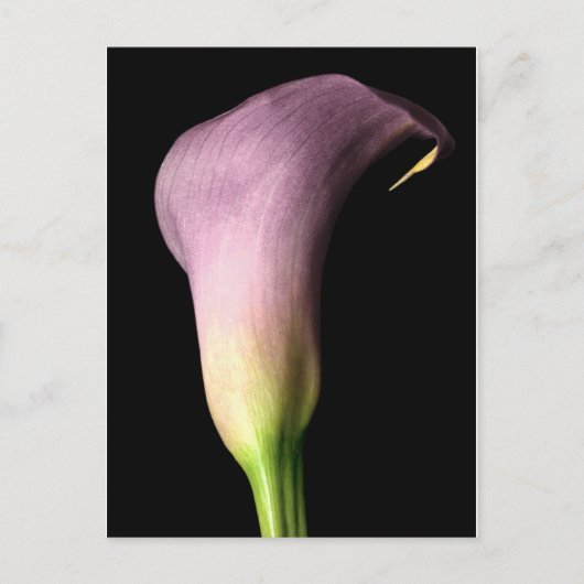 Paarse Calla Lily Briefkaart (Voorkant)