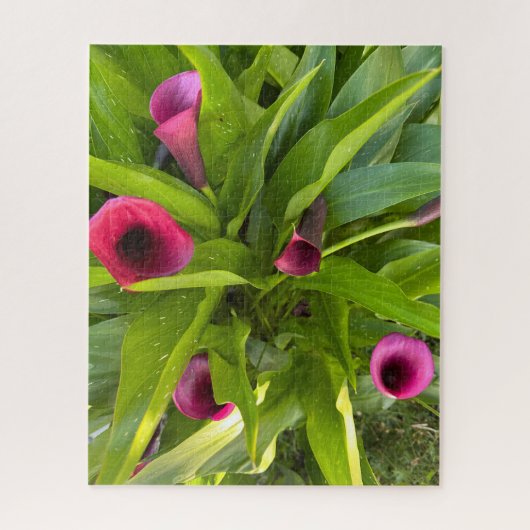 Paarse Calla Lily, Oakland Legpuzzel (Verticaal)