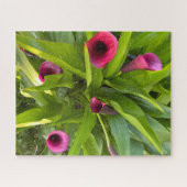 Paarse Calla Lily, Oakland Legpuzzel (Horizontaal)