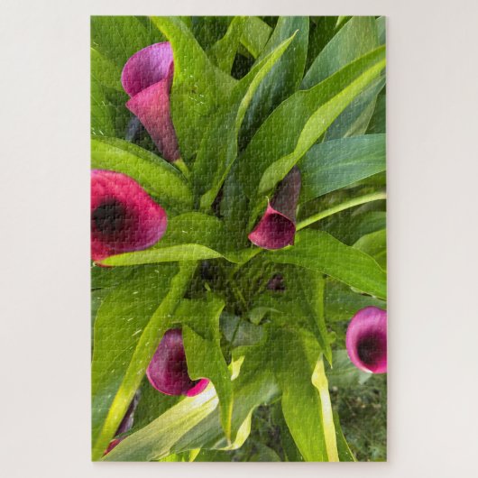 Paarse Calla Lily, Oakland Legpuzzel (Verticaal)