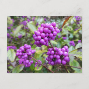 Paarse Callicarpa DIY Briefkaart